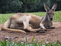 Lazing kangaroo
